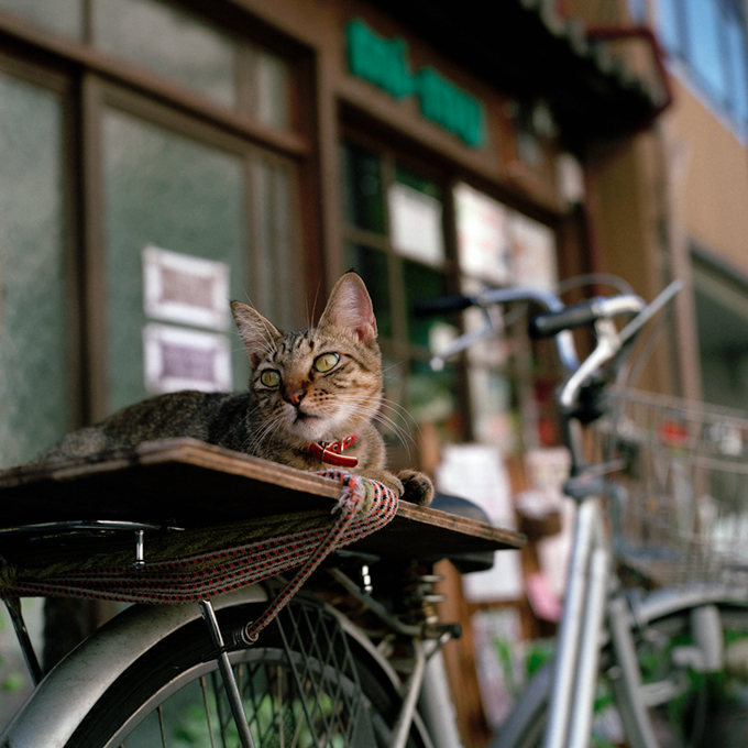 JapanCat_01