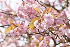 SPRINGBLOSSOM