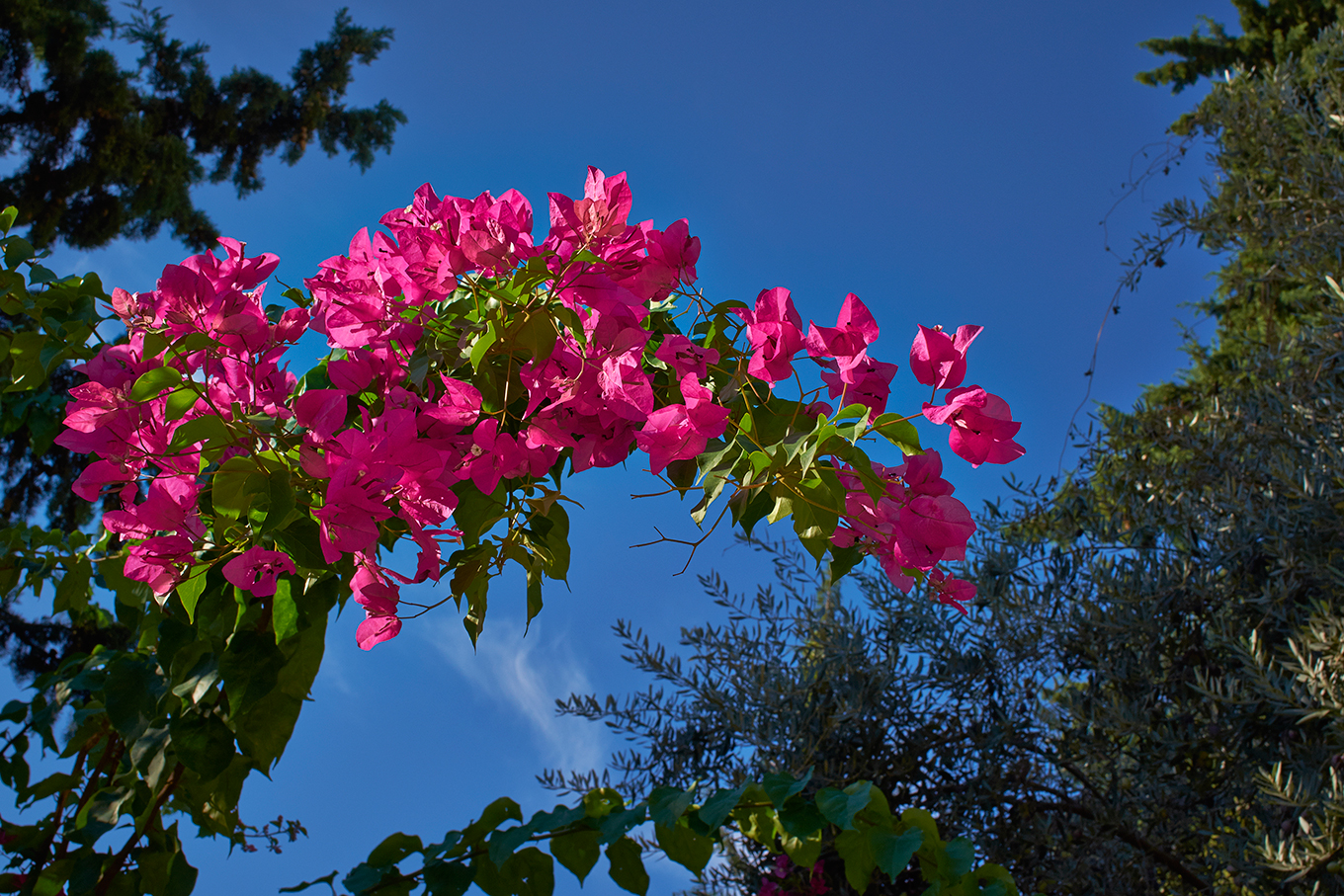 DSCF0660